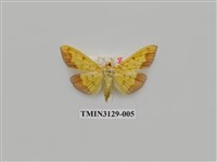 藏品(螟蛾249)的圖片